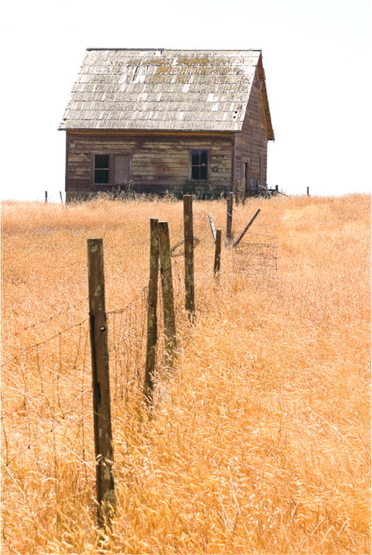 Weathered wooden farm building with a mossy shingle roof stands in a sunlit field of golden summer grass near Mendocino, with a leaning fence leading toward the house; image evokes the quiet realism of Andrew Wyeth.