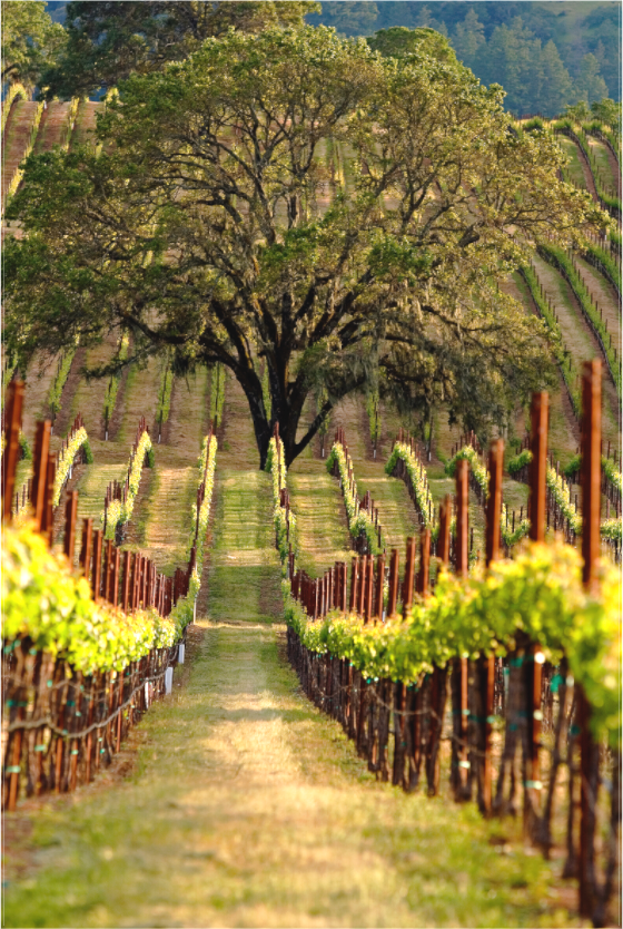 Alexander Valley