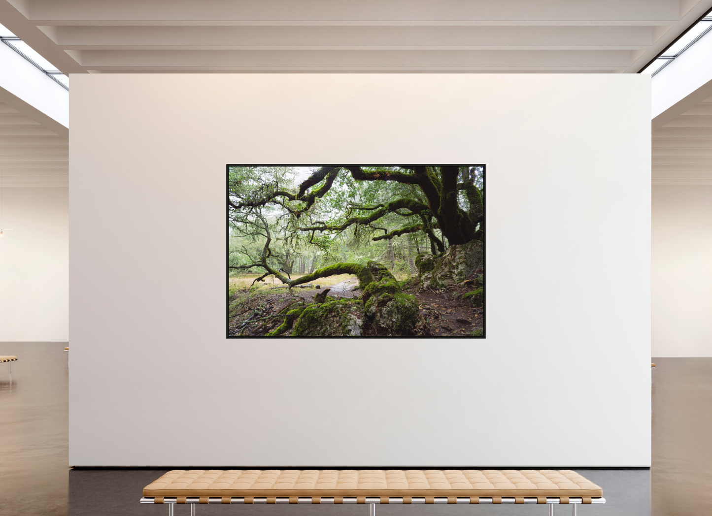 Forest Path (Collector Edition)