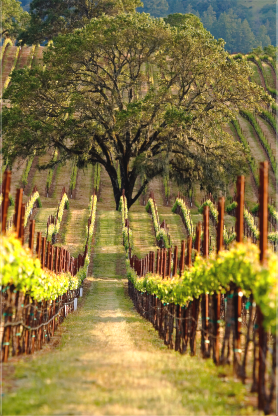 Alexander Valley (Collector Edition)