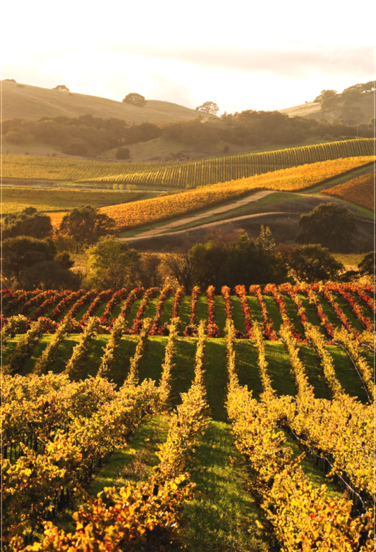 Rows of grapevines in vivid fall colors—gold, red, and green—sweep across rolling hills in the Carneros Region near the Napa-Sonoma border, glowing in the warm afternoon light.