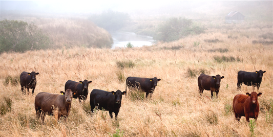 Country Cows