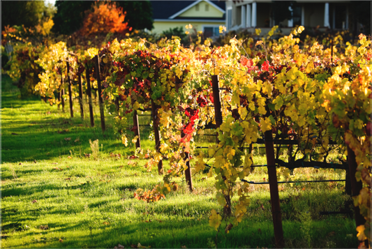 Rows of grapevines in the Russian River Valley glow with vibrant yellow and red leaves during a fall afternoon, signaling the seasonal turning as soft sunlight casts long shadows on the green grass below.