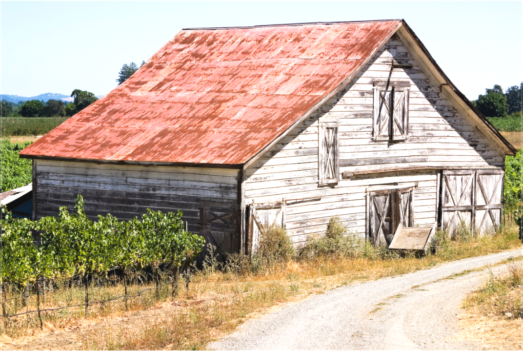 A weathered white barn with a rusted tin roof stands beside a gravel road and rows of vineyard on a bright summer afternoon in Dry Creek Valley—its painterly appearance captured entirely in-camera without digital alteration.
