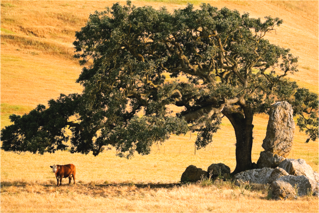 Grazin in the Shade (Collector Edition)