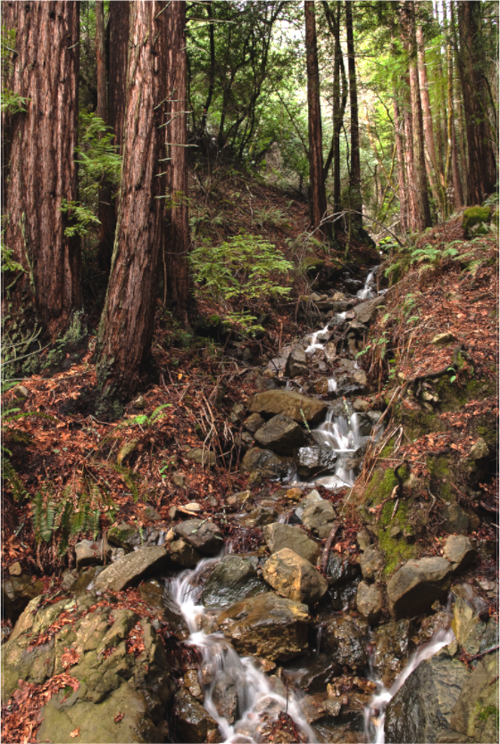 Bolinas Ridge Waterfall