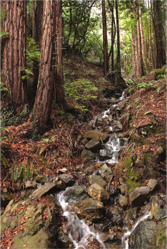 Bolinas Ridge Waterfall