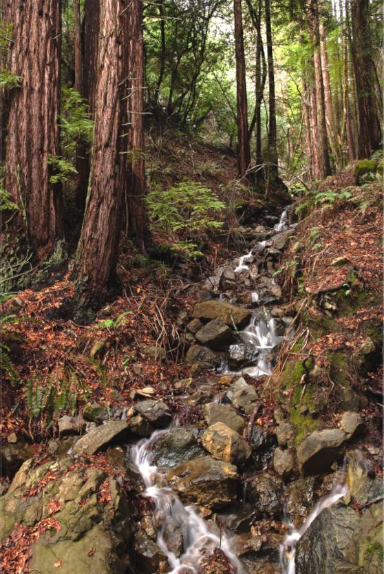 Bolinas Ridge Waterfall (Collector Edition)