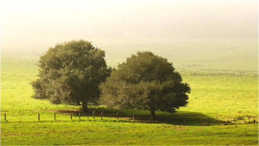 Two oak trees stand side by side in a sunlit green pasture on a foggy winter morning north of Petaluma, their dark silhouettes contrasting gently against the soft, misty background.