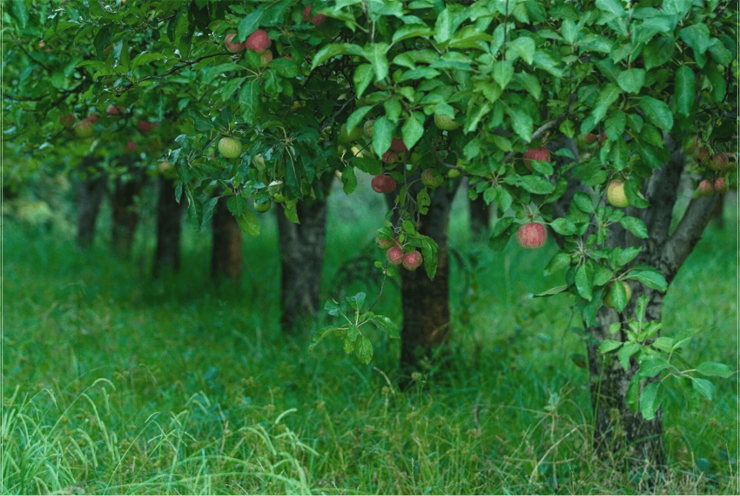 Apple trees heavy with red and green fruit in a lush, grassy orchard—captured on a quiet backroad in Sonoma County during the fall season.
