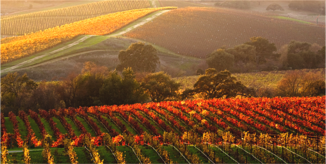 Golden autumn light illuminates rows of red and amber grapevines in the Carneros Region near the Napa-Sonoma border, captured on a fall afternoon just before the last colors of the season fade.