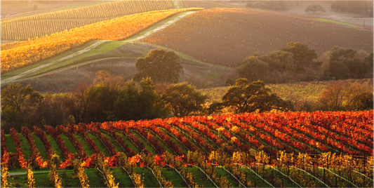 Golden autumn light illuminates rows of red and amber grapevines in the Carneros Region near the Napa-Sonoma border, captured on a fall afternoon just before the last colors of the season fade.