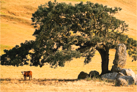 Grazin in the Shade