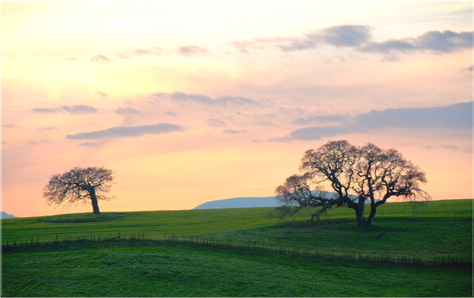 Two leafless oak trees stand on rolling green hills beneath a glowing winter sunset sky near Petaluma, California.