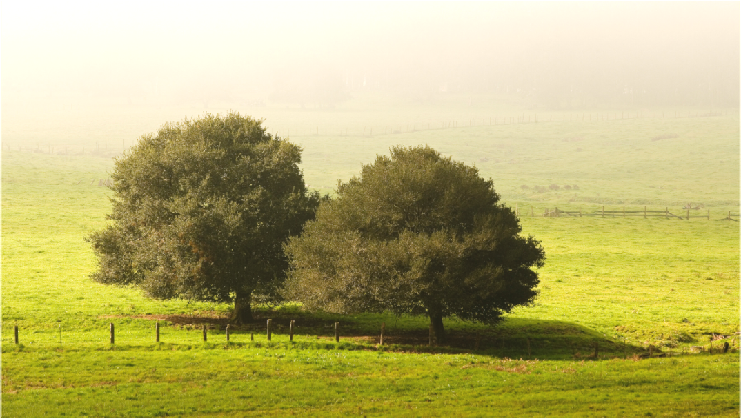 Lowland Trees (Collector Edition)
