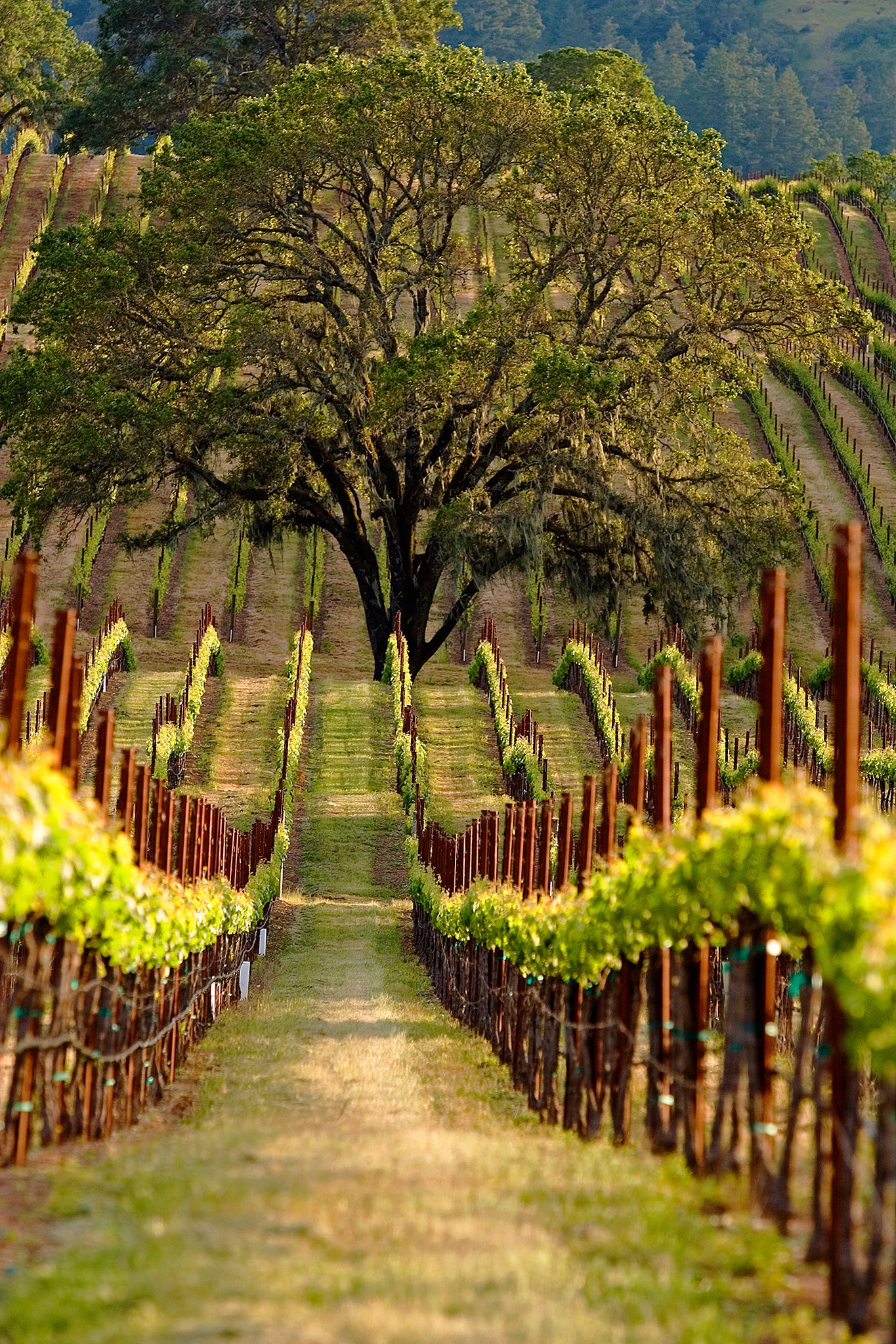 Spring vineyard rows leading to a majestic oak tree in Alexander Valley, with fresh green vines and soft golden light highlighting the landscape.