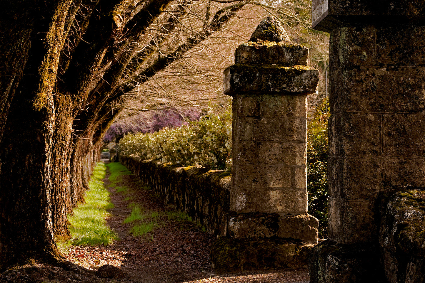 Shaded winter path lined with mossy trees and stone pillars in front of Beringer Winery in St. Helena, evoking a sense of timelessness and quiet beauty.