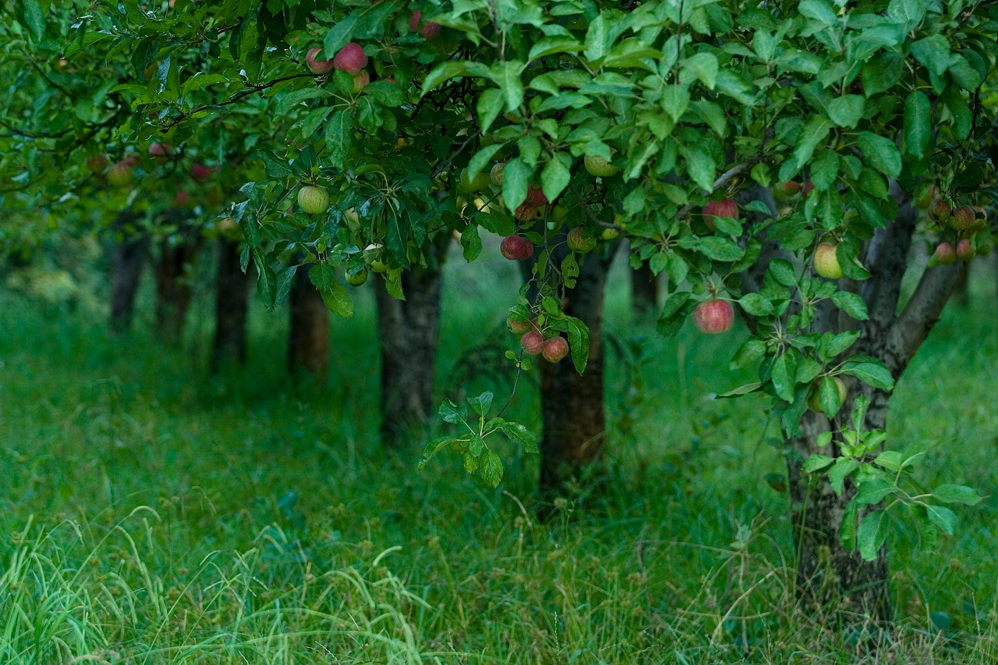 Apple trees heavy with red and green fruit in a lush, grassy orchard—captured on a quiet backroad in Sonoma County during the fall season.