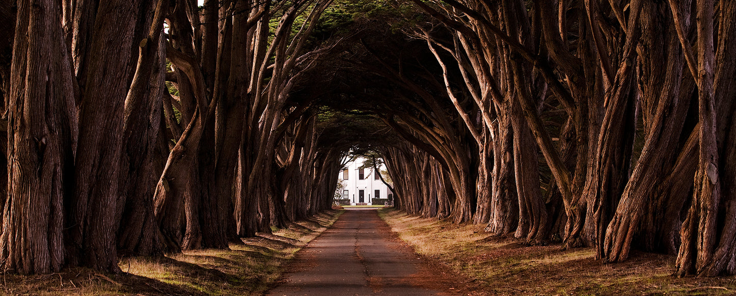 A tunnel-like avenue of cypress trees leading to the historic RCA communications building in Point Reyes, bathed in soft light on a quiet day.