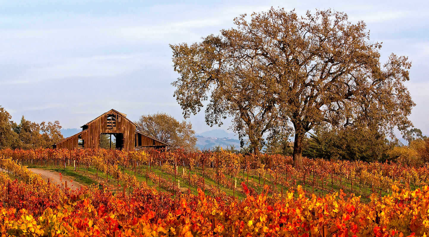 Rustic barn and large oak tree surrounded by vibrant fall vineyards in the Russian River Valley, captured in warm afternoon light.