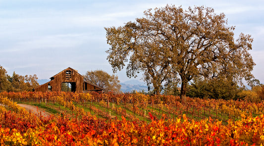 Rustic barn and large oak tree surrounded by vibrant fall vineyards in the Russian River Valley, captured in warm afternoon light.
