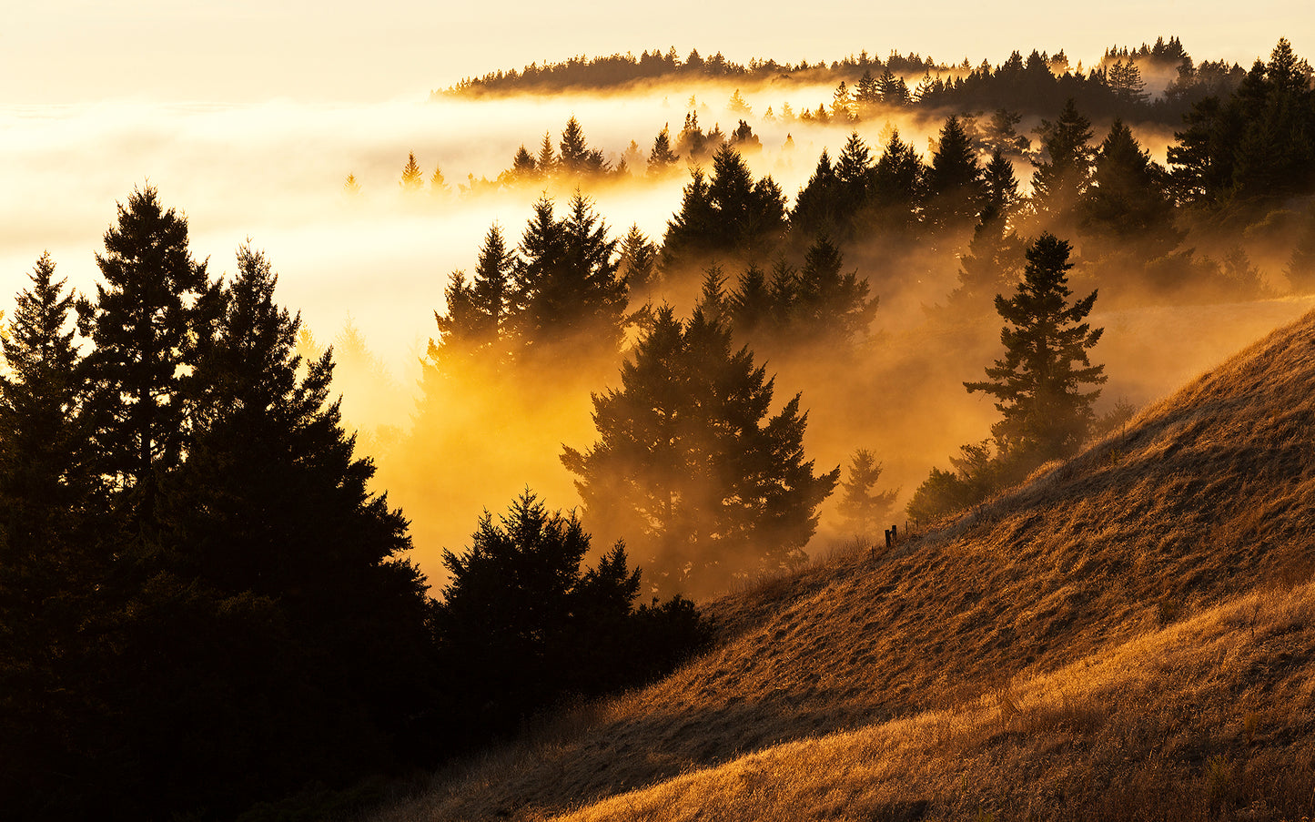 Golden summer light and coastal fog drift through evergreen trees along Bolinas Ridge on Mt. Tamalpais, with a sunlit hillside in the foreground.