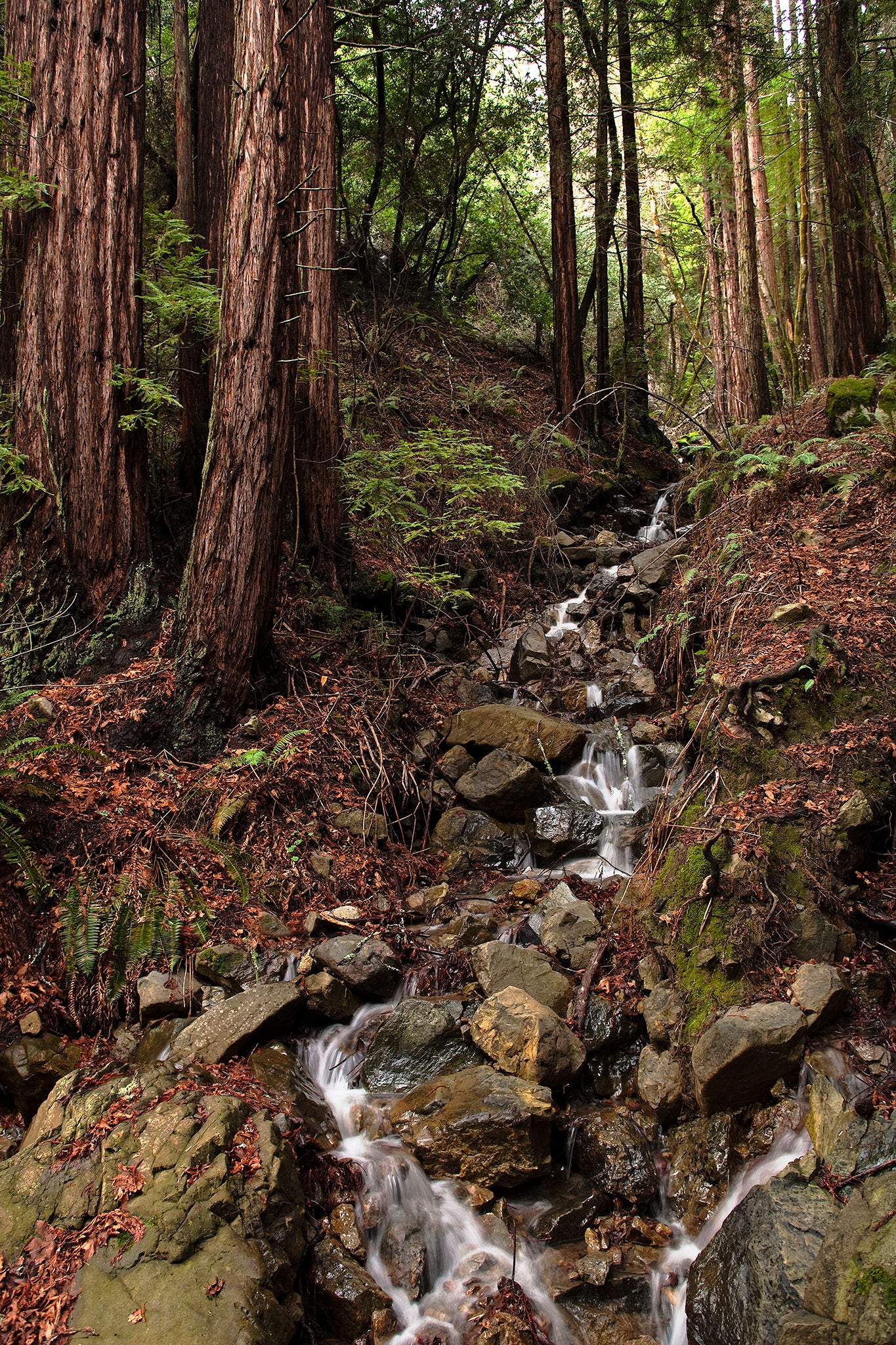 A small winter waterfall cascades over mossy rocks beneath towering redwoods along the Bolinas-Fairfax Road, surrounded by ferns and forest floor foliage.