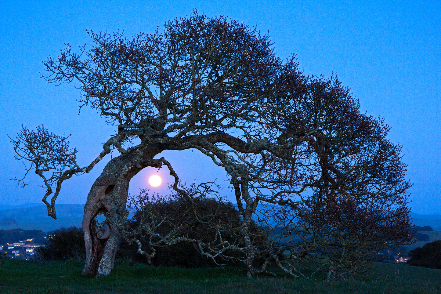A gnarled oak tree in Helen Putnam Park appears to bow toward the rising moon on a clear winter night, its bare branches silhouetted against a deep blue sky.