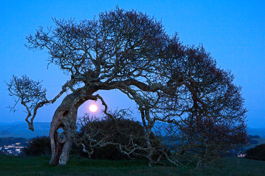 A gnarled oak tree in Helen Putnam Park appears to bow toward the rising moon on a clear winter night, its bare branches silhouetted against a deep blue sky.