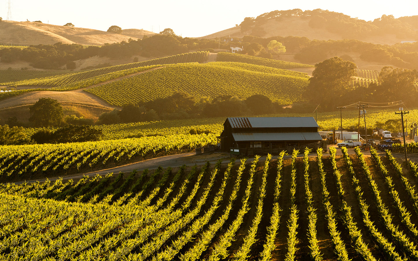 Golden summer light bathes vineyard rows and a rustic barn in the Carneros region, with rolling hills and patchwork vines stretching into the distance.