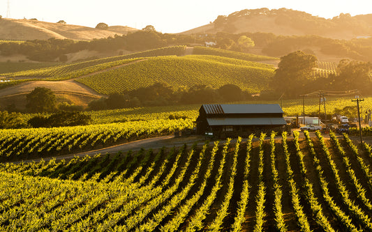 Golden summer light bathes vineyard rows and a rustic barn in the Carneros region, with rolling hills and patchwork vines stretching into the distance.