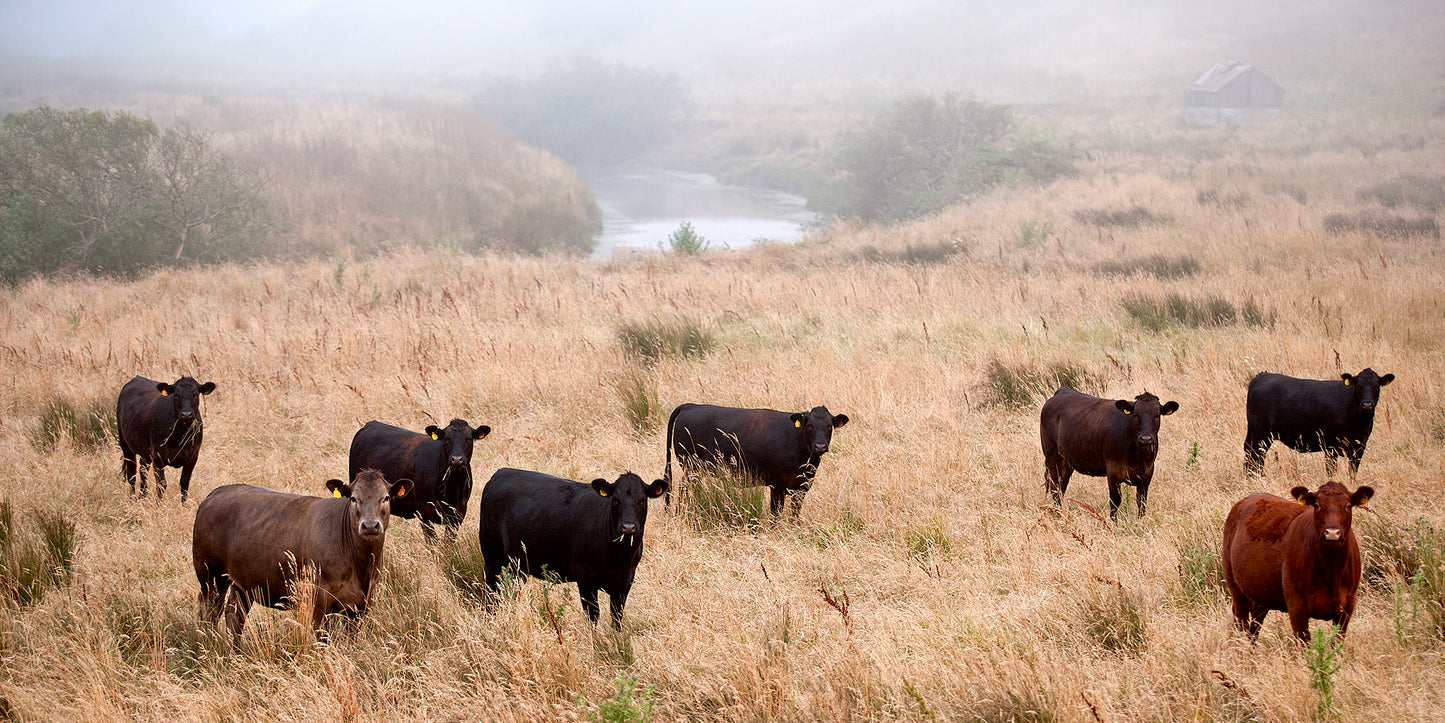 A group of cows stands in tall summer grass near a winding creek on a foggy afternoon in remote West Marin County, with a rustic barn faintly visible in the background.