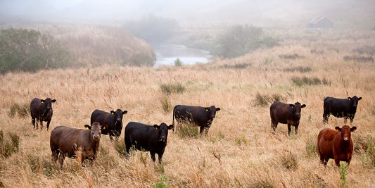 A group of cows stands in tall summer grass near a winding creek on a foggy afternoon in remote West Marin County, with a rustic barn faintly visible in the background.