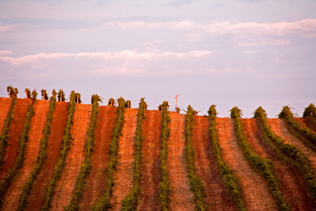 Sunset casts warm light across vineyard rows on a hillside in Sonoma’s Carneros region during fall, with a red-and-white sign marking the ridgeline.
