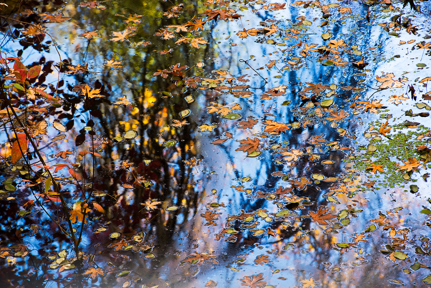 Autumn leaves float on a reflective woodland pool in remote northeast Sonoma County, creating a kaleidoscope of color with golden foliage and blue sky.
