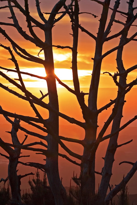 Silhouetted, fire-scarred trees stand against a vivid orange sunset in Point Reyes, near the origin of the 1995 Vision Fire—captured in 2004 and titled “Fire Sky.”