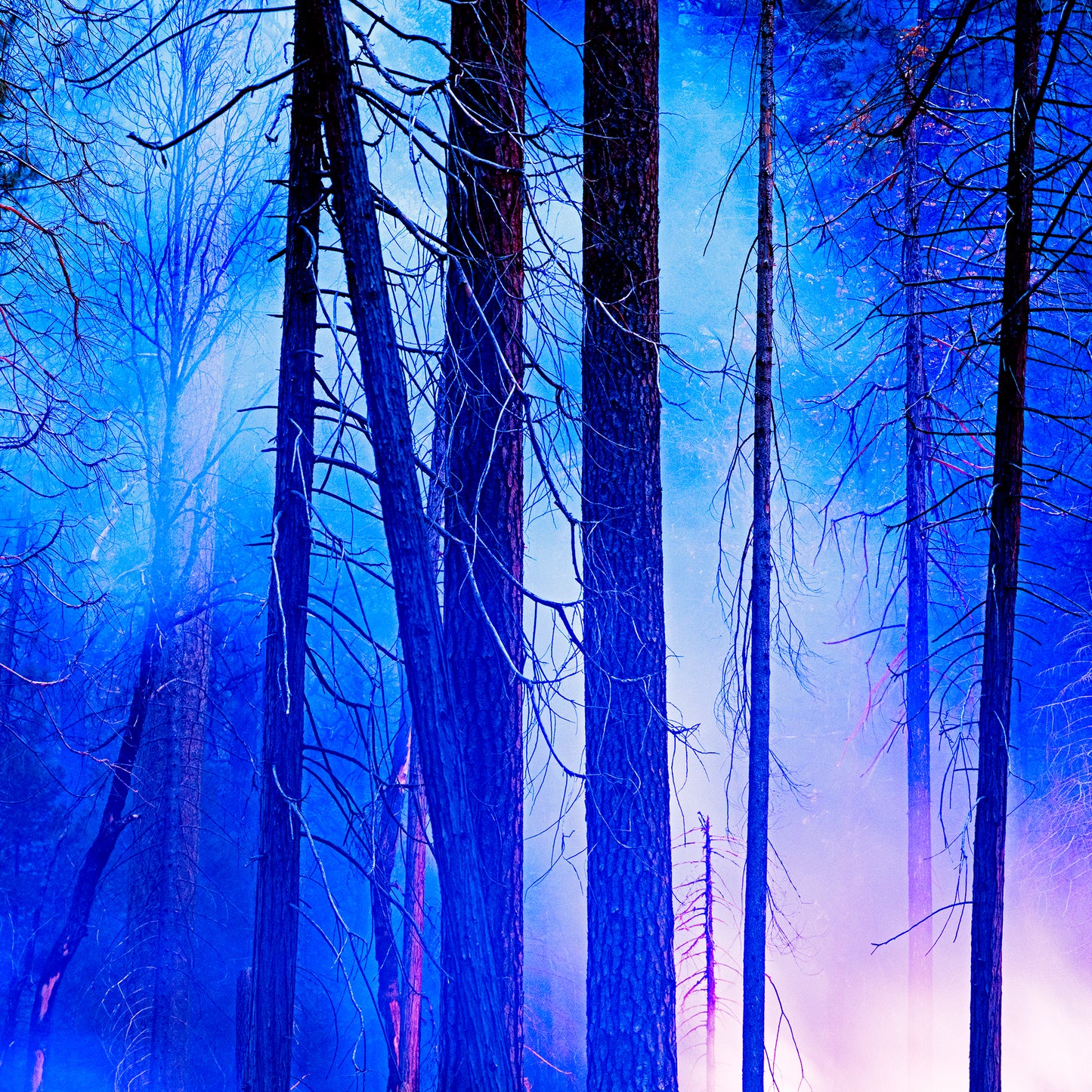 Tall trees stand silhouetted in a misty blue haze during Blue Hour in Yosemite Valley, as smoke from a controlled burn drifts through the quiet forest in a dreamlike scene.