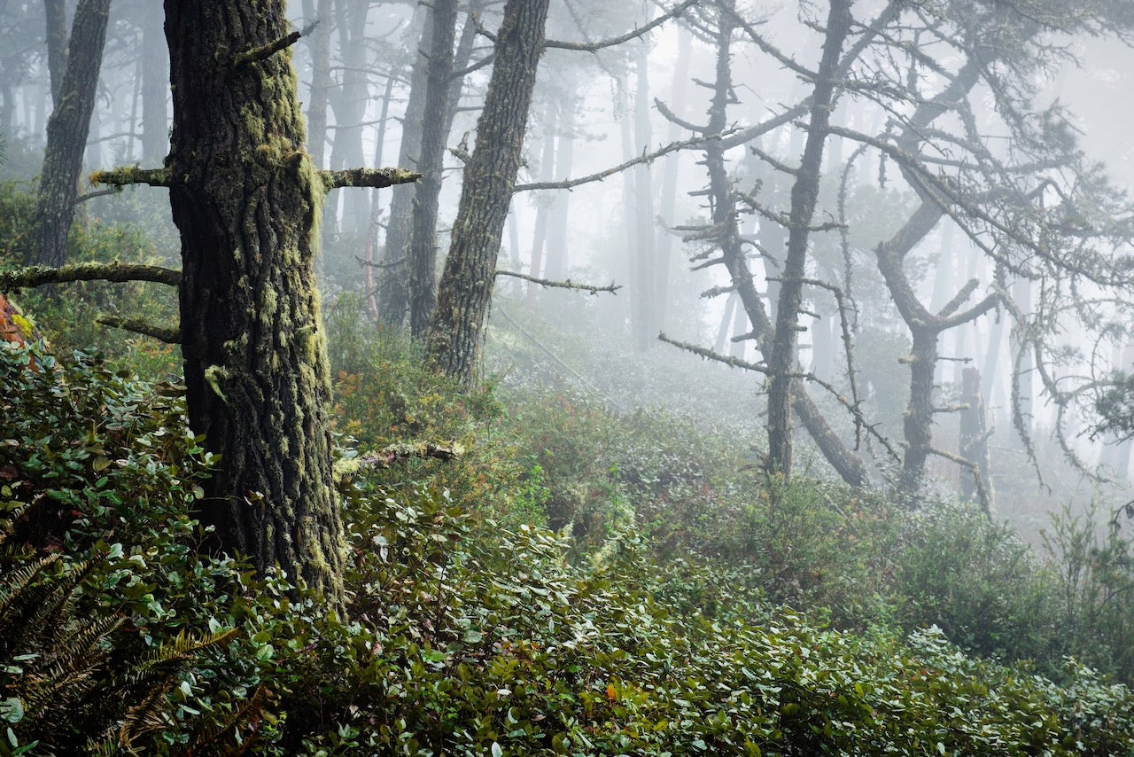 Moss-covered pine trees and dense undergrowth shrouded in mist on top of Mt. Vision in late winter, evoking a primeval and untouched forest atmosphere.