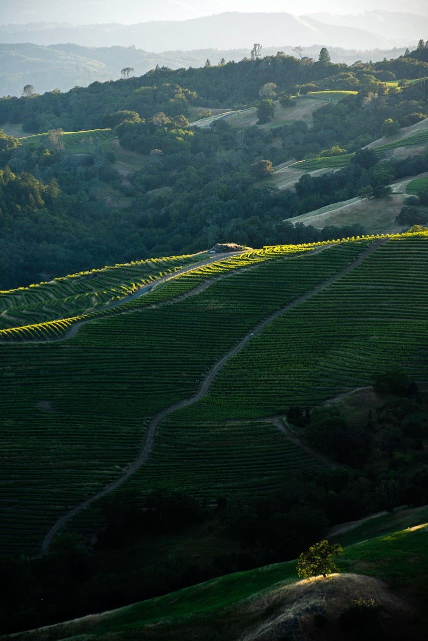 A lone tree illuminated by late afternoon light stands on a sunlit rise above a green vineyard in a hidden valley near Alexander Valley in spring, with forested hills and layered ridgelines in the distance.