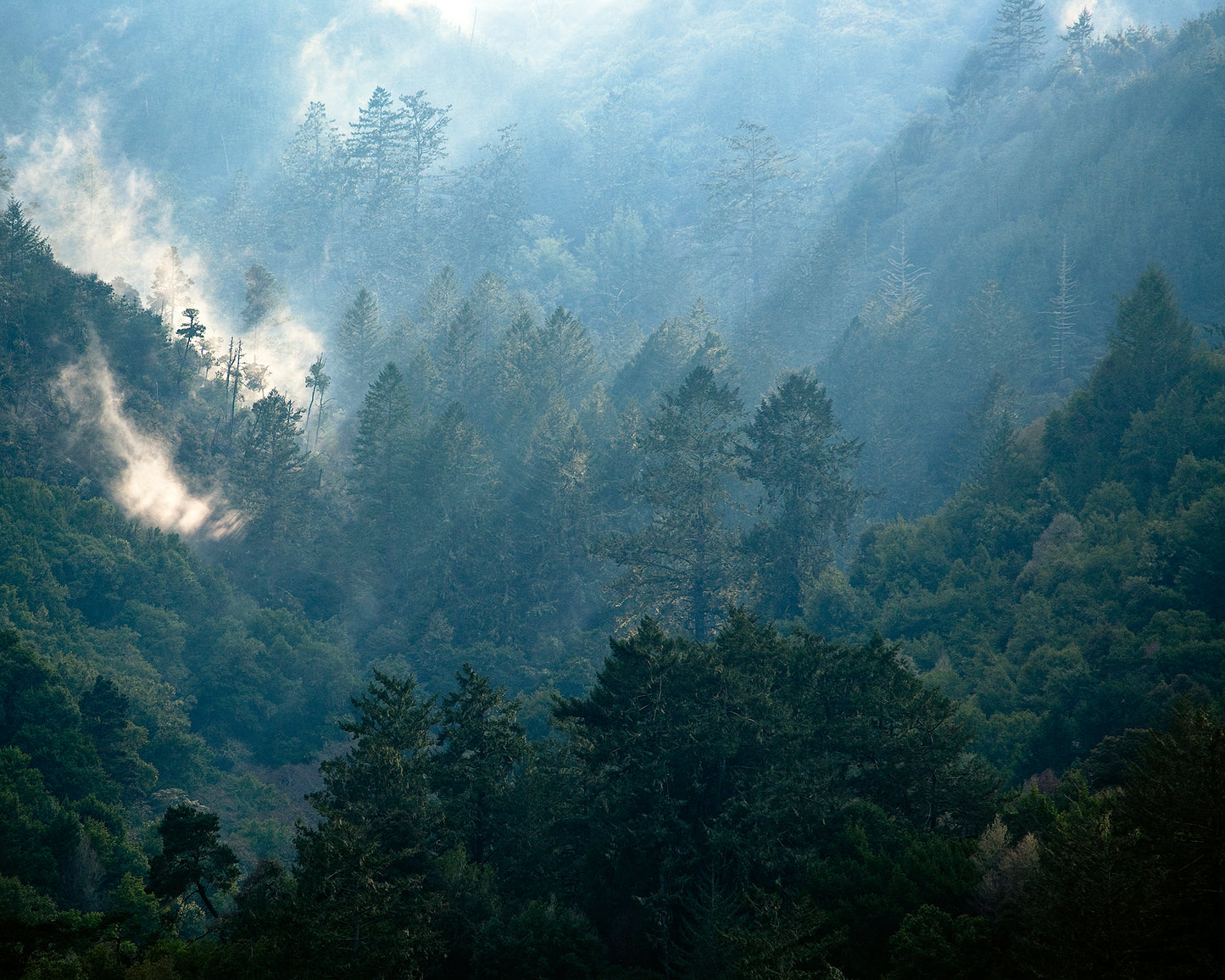 Soft afternoon light filters through mist and towering conifers on Inverness Ridge, photographed in winter from across Tomales Bay with a 400mm lens, revealing layered textures and tranquil forest depth.