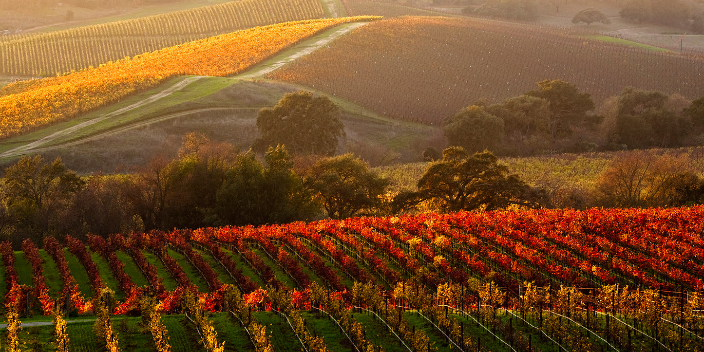 Golden autumn light illuminates rows of red and amber grapevines in the Carneros Region near the Napa-Sonoma border, captured on a fall afternoon just before the last colors of the season fade.