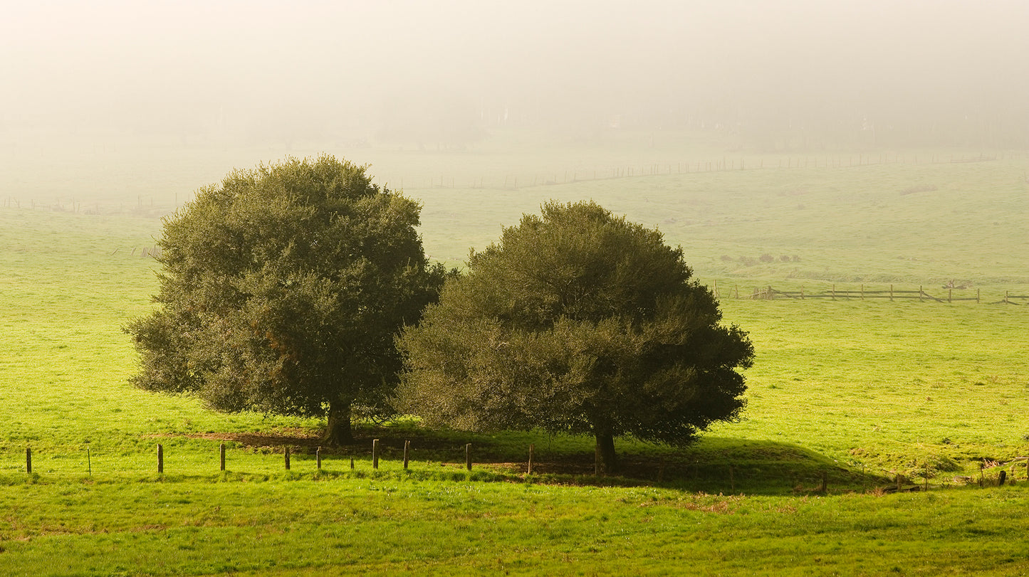 Two oak trees stand side by side in a sunlit green pasture on a foggy winter morning north of Petaluma, their dark silhouettes contrasting gently against the soft, misty background.