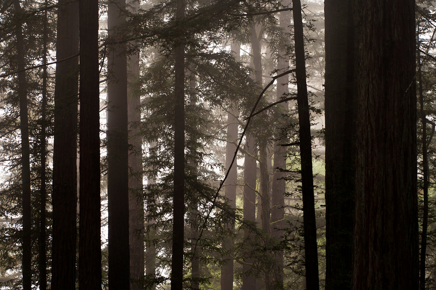 Mt Tamalpais in Fall