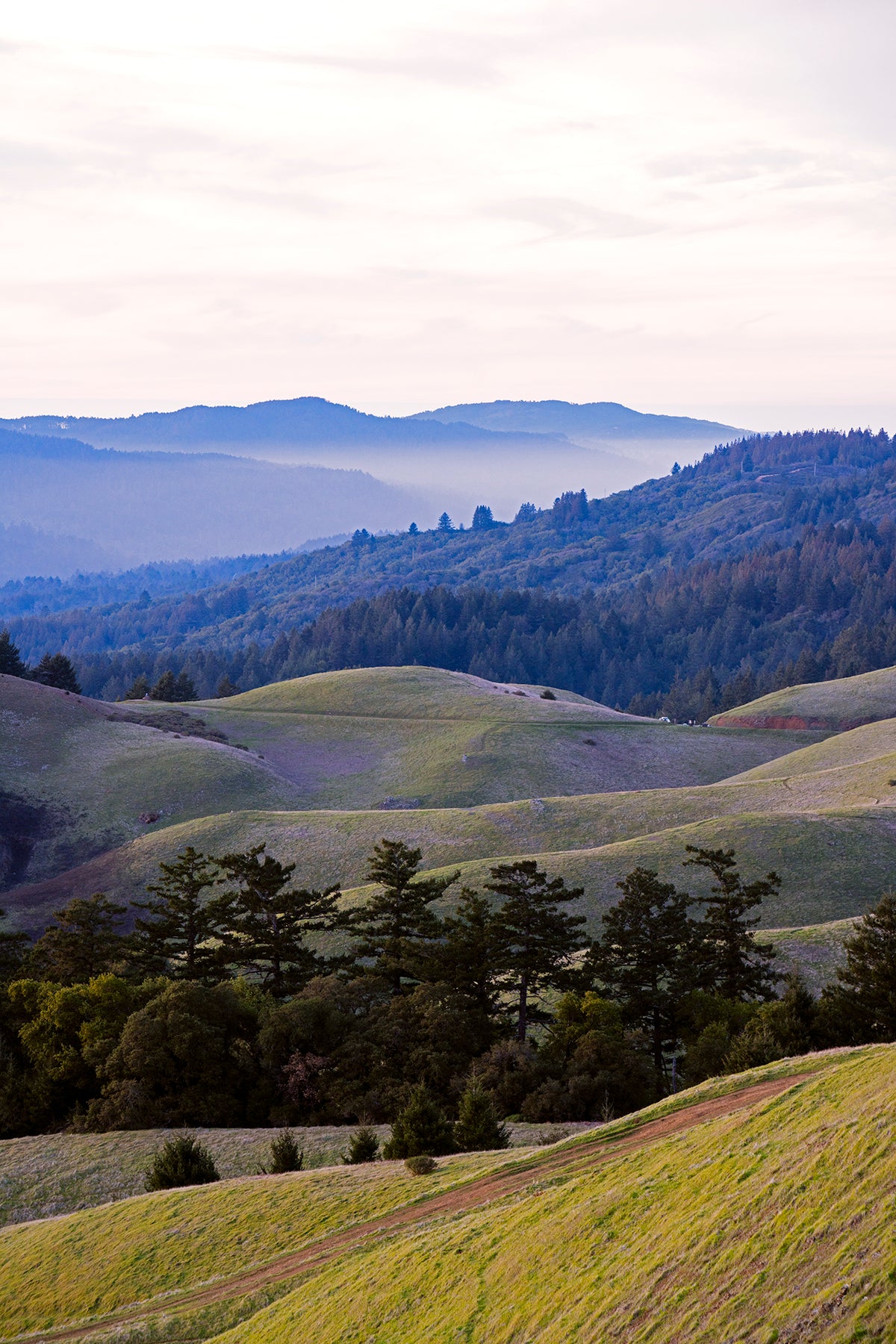 Mt Tamalpais in Late Winter