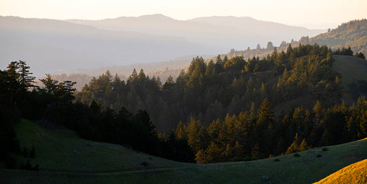 Mt Tamalpais in Late Winter