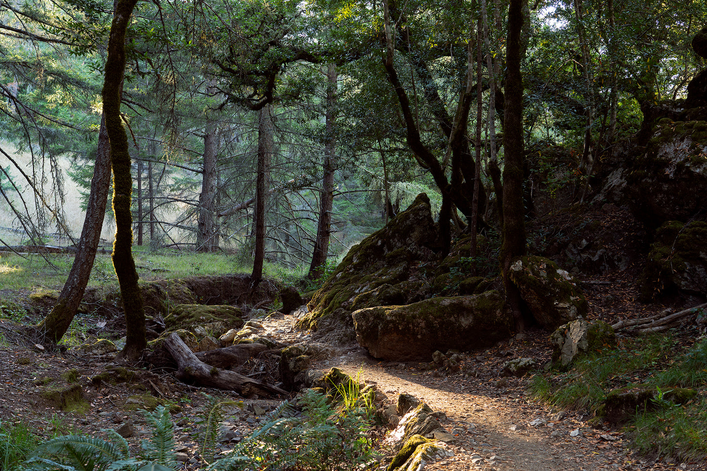 Mt Tamalpais in Summer