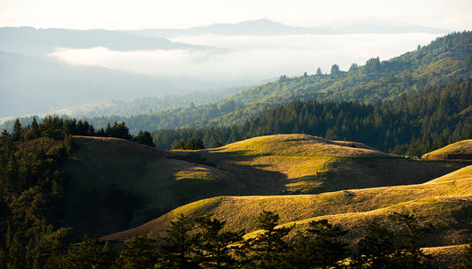 Mt Tamalpais in Winter