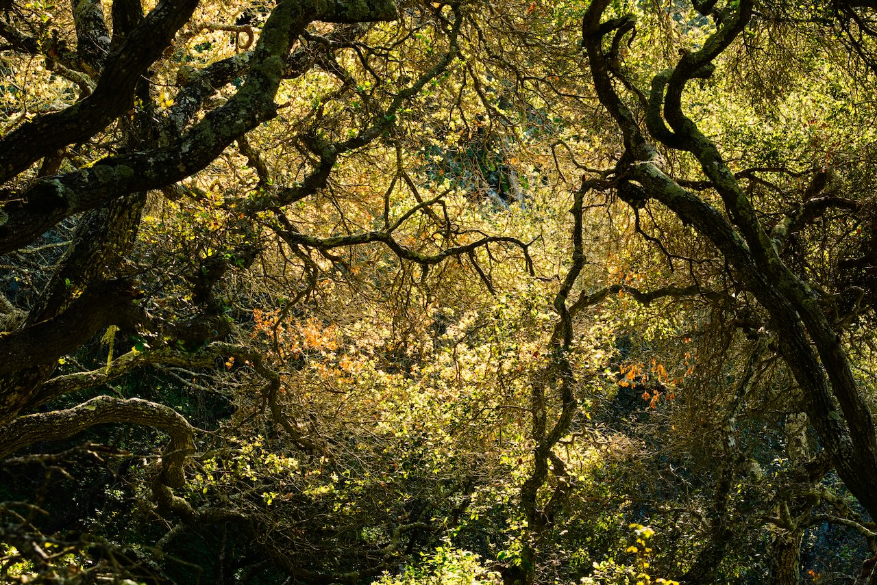 Twisting branches and fresh spring leaves form a dense oak canopy in Helen Putnam Park, dappled with sunlight filtering through the trees.