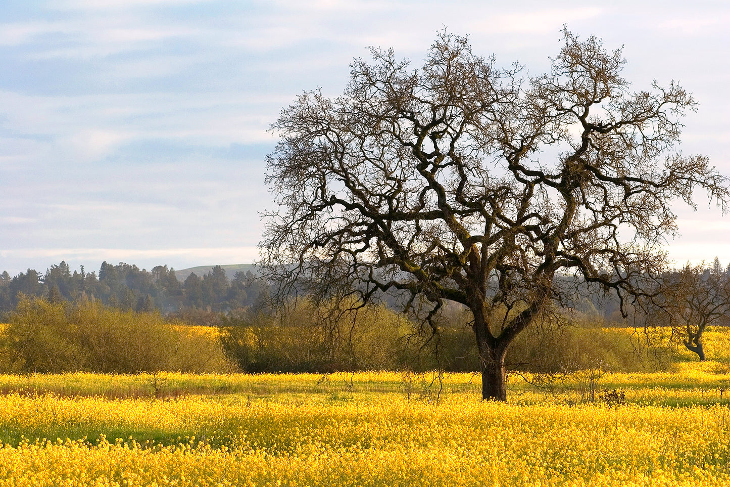 Leafless oak tree stands in a vibrant field of blooming yellow mustard flowers under a soft spring sky in the Santa Rosa Laguna.