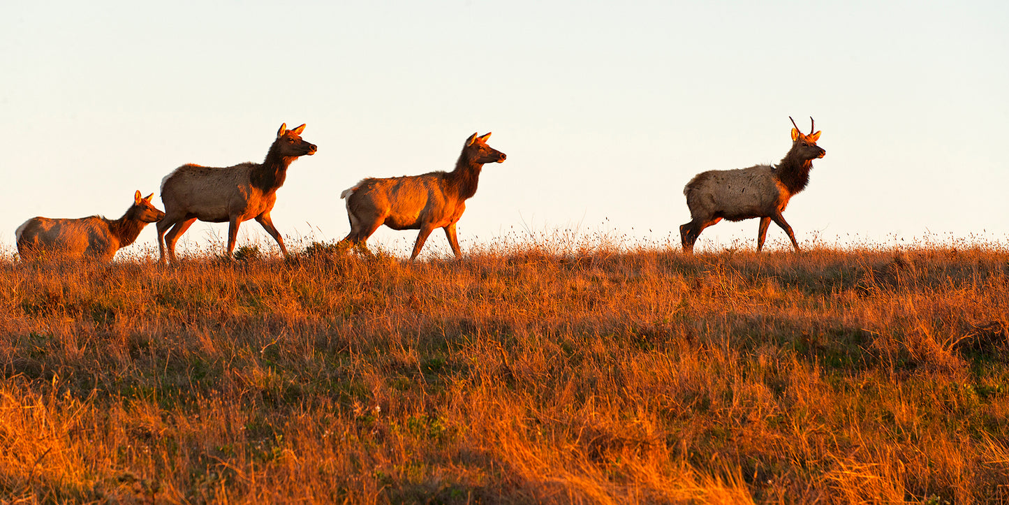 Point Reyes & West Marin County in Fall